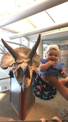 University of California Museum of Paleontology by null