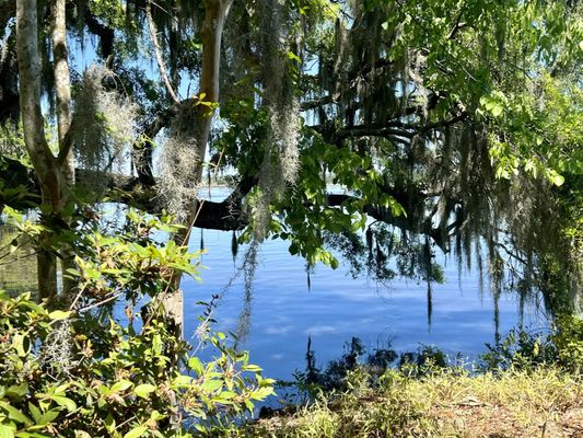 Magnolia Plantation and Gardens by null