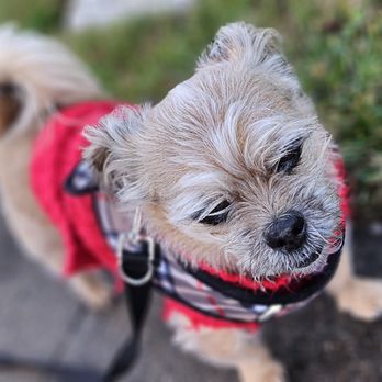 Loveys Pet Service - Pet Sitting Near Me Loveys Pet Service - Pet Sitting Near Me