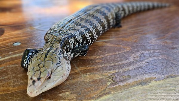 Santa Clara University by null