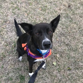 Hound Hikes ATX - I can fly with my ears! - Dog Walkers Near Me