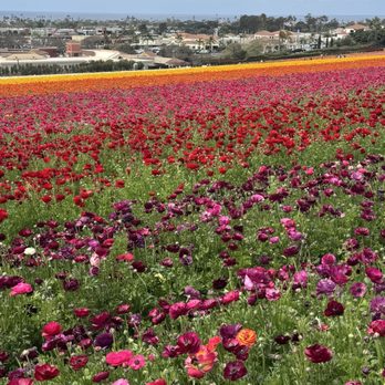 The Flower Fields - Venues & Event Spaces Near Me - Carlsbad, California