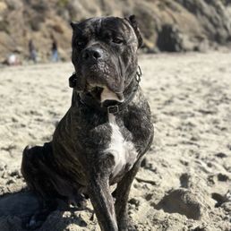 Bagheera Bagheera