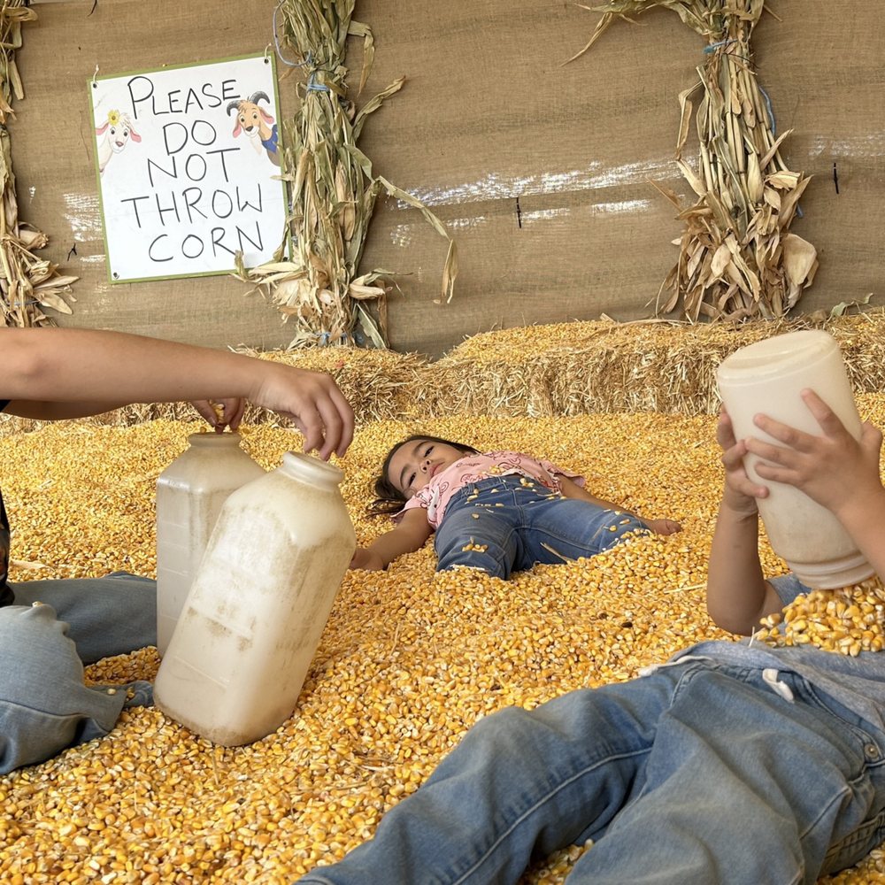 Galloping Goat Pumpkin Patch - Corn pit play time! - Pumpkin Patches Near Me - Rio Rancho, New Mexico