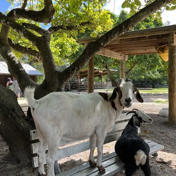 Amelia Earhart Park - The goats were so funny the kids and I loved them! - Parks Near Me - Hialeah, Florida Amelia Earhart Park - The goats were so funny the kids and I loved them! - Parks Near Me - Hialeah, Florida