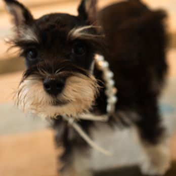 Forever Love Puppies - Pomeranian - Pet Stores Near Me - Miami, Florida