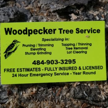 Woodpecker Tree Service - Tree Services Near Me - Easton, Pennsylvania Woodpecker Tree Service - Tree Services Near Me - Easton, Pennsylvania