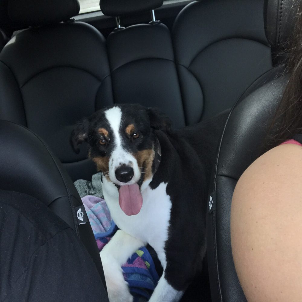 Bow Wow - Pet Sitting Near Me - Coral Springs, Florida
