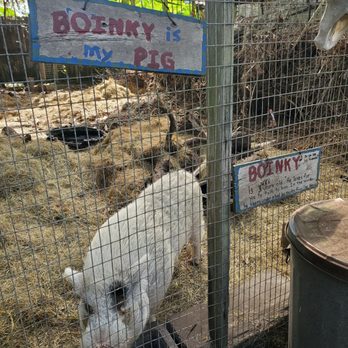 Metals and Nature - Boinky the Pig - So friendly - Home & Garden Near Me - Plant City, Florida