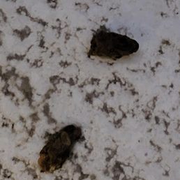 Feces by the pool area and outside walkway!!!