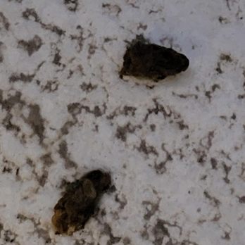 Pristine Properties Vacation Rentals - Feces by the pool area and outside walkway!!! - Vacation Rental Agents Near Me - Port St Joe, Florida