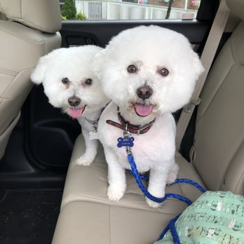 Izzy Pop Pet Salon - Pet Groomers Near Me - Nashville, Tennessee