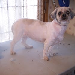 J & J Pet Grooming - my dog after a good hair cut and bath
