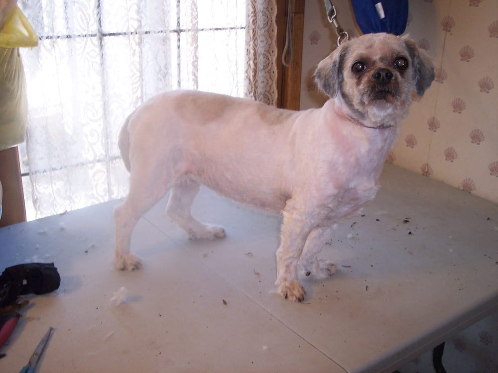 J & J PET GROOMING Updated September 2024 20 Photos 7912 US 35 N