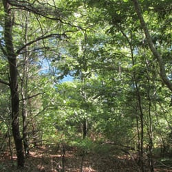 Bourndale Hills Trail - Beautiful trees