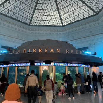 Shedd Aquarium - Aquariums Near Me - Chicago, Illinois Shedd Aquarium - Aquariums Near Me - Chicago, Illinois