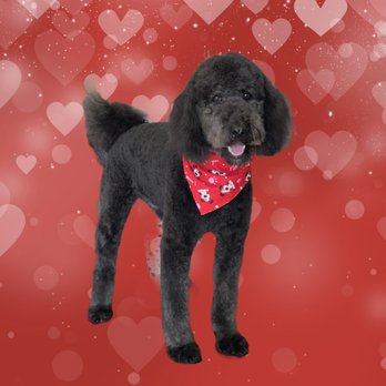 716 Pupworks - Pet Groomers Near Me - Buffalo, New York 716 Pupworks - Pet Groomers Near Me - Buffalo, New York