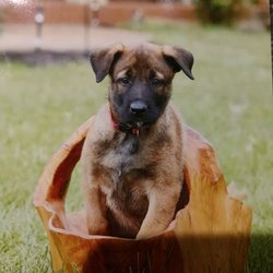 Von Aries Kennels - Your Dog is Paws-itvely the heart of our Business.