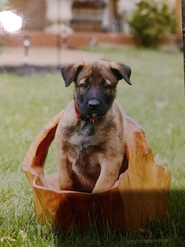 Von Aries Kennels - pet boarding facility in Fort Wayne, IN