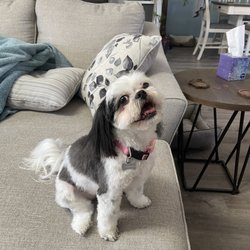 Monighetti's One Stop Livestock Supplies - Happy pup after her groom!