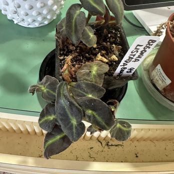 Florahound - Nurseries & Gardening Near Me - Sherman Oaks, California Florahound - Nurseries & Gardening Near Me - Sherman Oaks, California
