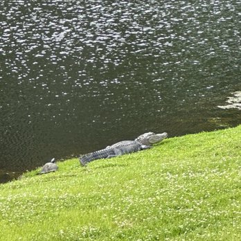 Middleton Place Restaurant - Crocodile outside restaurant patio - Seafood Near Me - Charleston, South Carolina Middleton Place Restaurant - Crocodile outside restaurant patio - Seafood Near Me - Charleston, South Carolina