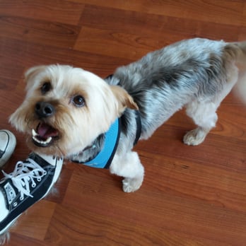 Foxy Dogs - Gus is so FOXY! - Pet Groomers Near Me - Minneapolis, Minnesota