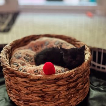 British Dynasty Cattery - Pet Breeders Near Me British Dynasty Cattery - Pet Breeders Near Me