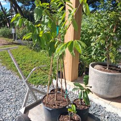 GreenDreams - Sugar apple, jackfruit