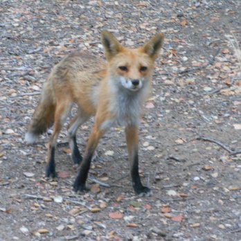Thousand Oaks Park - The Thousand Oaks fox - Parks Near Me - San Jose, California Thousand Oaks Park - The Thousand Oaks fox - Parks Near Me - San Jose, California