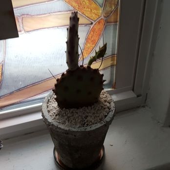 Seed To Stem - My new cactus - Antiques Near Me - Worcester, Massachusetts