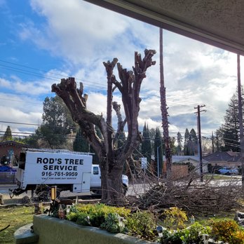 Rod's Tree Service - Tree Services Near Me - Carmichael, California Rod's Tree Service - Tree Services Near Me - Carmichael, California