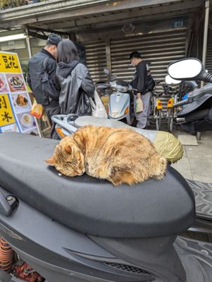 Houtong Cat Village by null