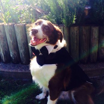 Downtown Dogs - Burnie 1/2/2004 to 5/19/2018 - Pet Boarding Near Me - San Jose, California