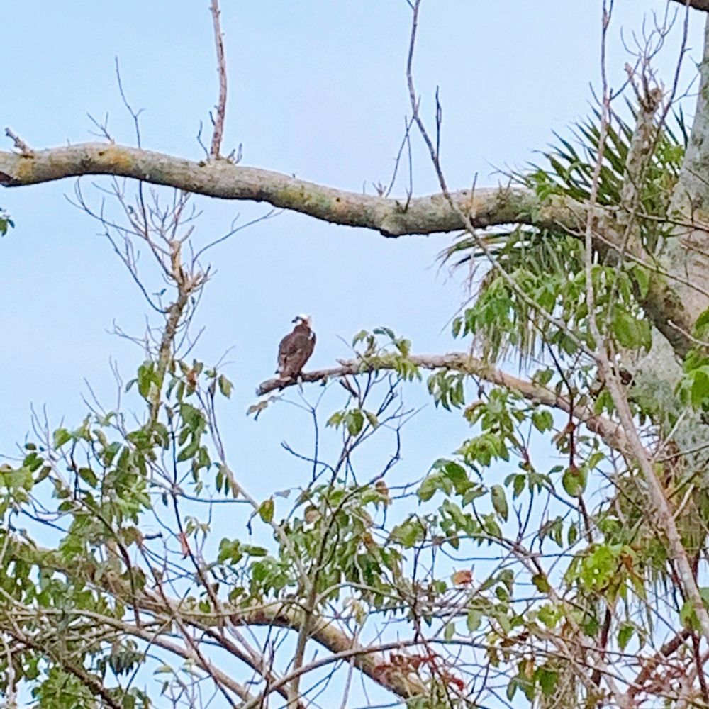 Plantation Preserve Linear Trail - Osprey - Parks Near Me - Plantation, Florida Plantation Preserve Linear Trail - Osprey - Parks Near Me - Plantation, Florida