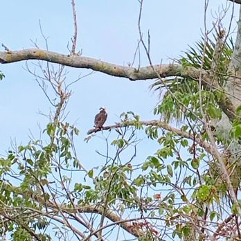 Plantation Preserve Linear Trail - Osprey - Parks Near Me - Plantation, Florida