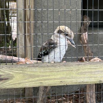 Emerald Coast Zoo - Kookaburra - Zoos Near Me - Crestview, Florida Emerald Coast Zoo - Kookaburra - Zoos Near Me - Crestview, Florida