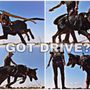 Photo of Magnum Opus K9 Training