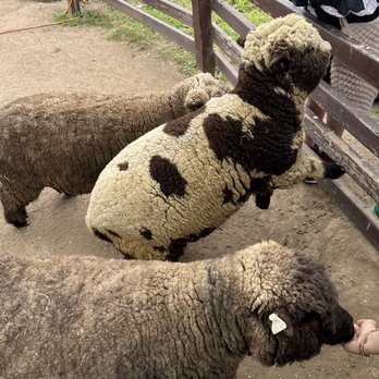 Oasis Camel Dairy - Lambadoodle Sheep! - Attraction Farms Near Me - Ramona, California