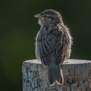 Bachechi Open Space - House Sparrow - Recreation Centers Near Me - Albuquerque, New Mexico