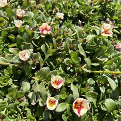 Brabham's Nursery & Landscaping II