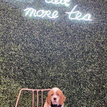 Boba Box - DOGGORIFFIC BOBA! I only came for the tea! What's the scoop? - Coffee & Tea Near Me - Monrovia, California Boba Box - DOGGORIFFIC BOBA! I only came for the tea! What's the scoop? - Coffee & Tea Near Me - Monrovia, California