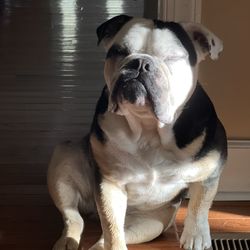 Bark Busters In-Home Dog Training - Fairfax - 3yr old English Bulldog