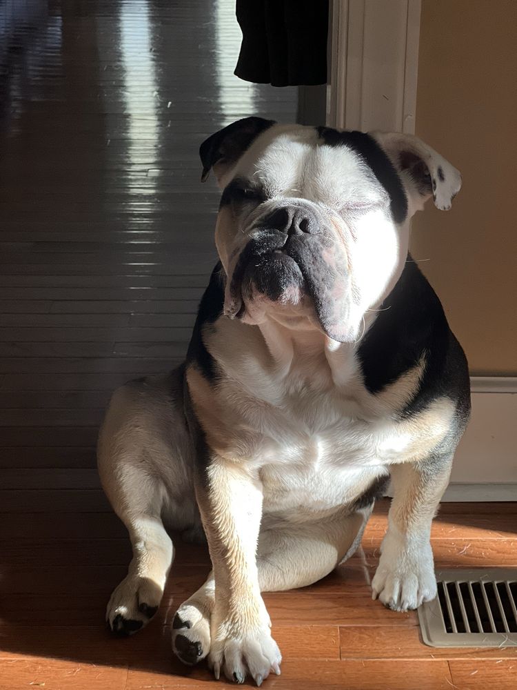 Bark Busters In-Home Dog Training - Fairfax