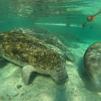 Fun 2 Dive Manatee Tours - Snorkeling Near Me - Crystal River, Florida
