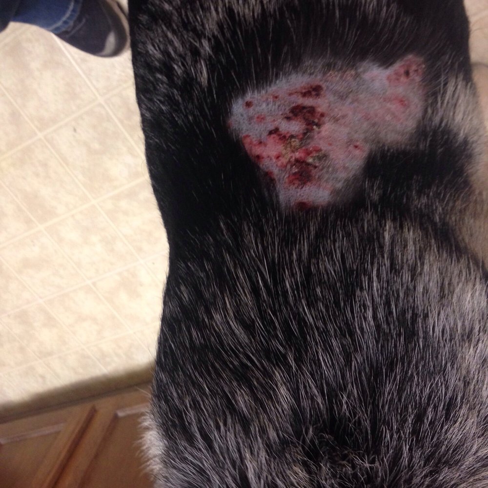 PetSmart - This is what happens when you take your dog to PetSmart & have him in doggie day camp! - Pet Stores Near Me - Henderson, Nevada
