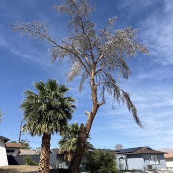Treepro - Tree Services Near Me - Las Vegas, Nevada Treepro - Tree Services Near Me - Las Vegas, Nevada