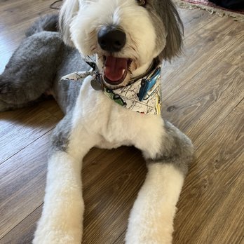 Jasmine Pet Grooming - Louie - Pet Groomers Near Me - Brea, California