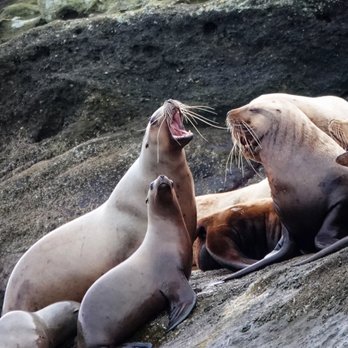 Outer Island Expeditions - Stelae Sealions comparing wiskers - Fishing Near Me - Eastsound, Washington