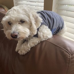 Gracie Sitting Prettt